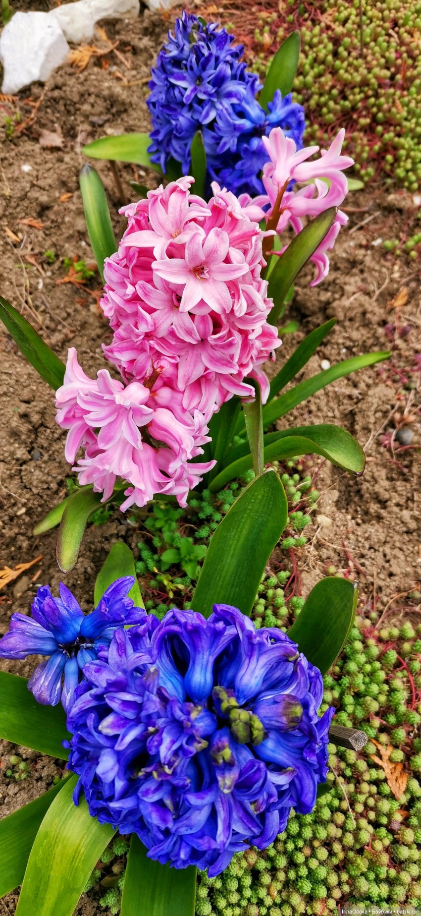 Маша - фантазёрка наша — Игровые куклы Zwergnase (Цвергназе) Junior: Джуниор