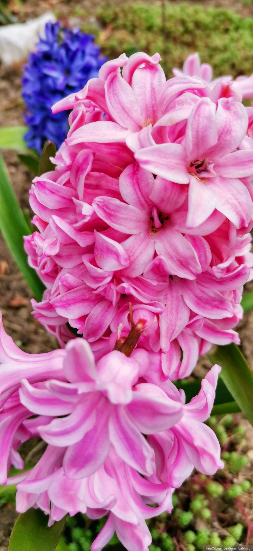 Маша - фантазёрка наша — Игровые куклы Zwergnase (Цвергназе) Junior: Джуниор