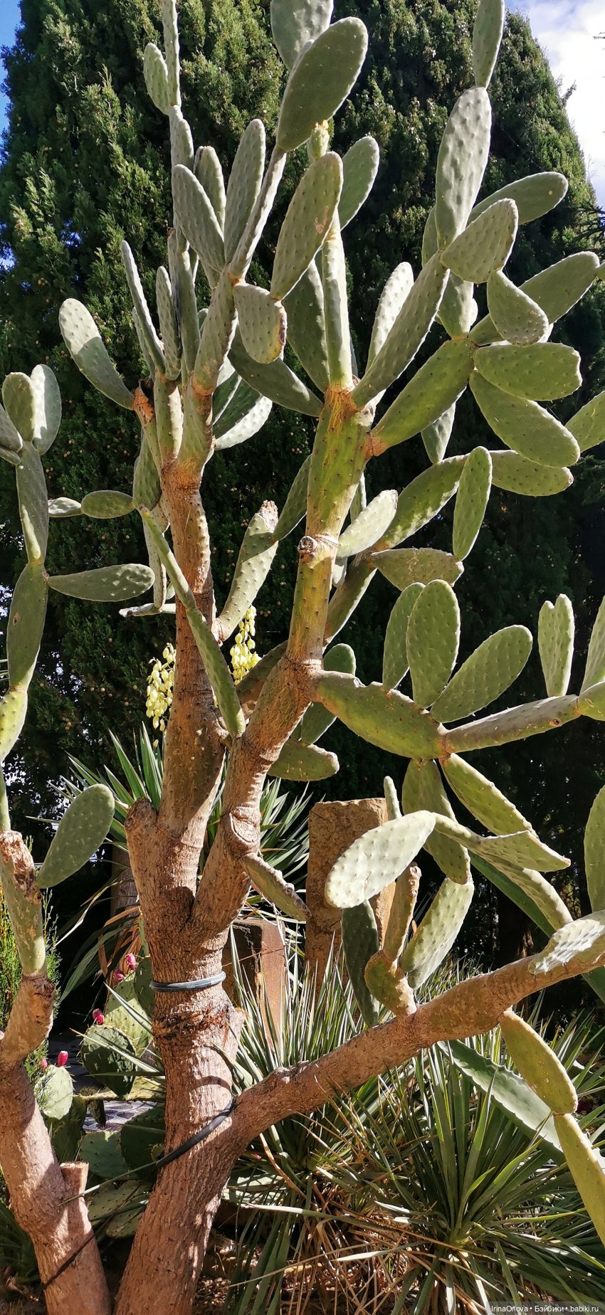 Большое путешествие маленькой девочки Часть 2