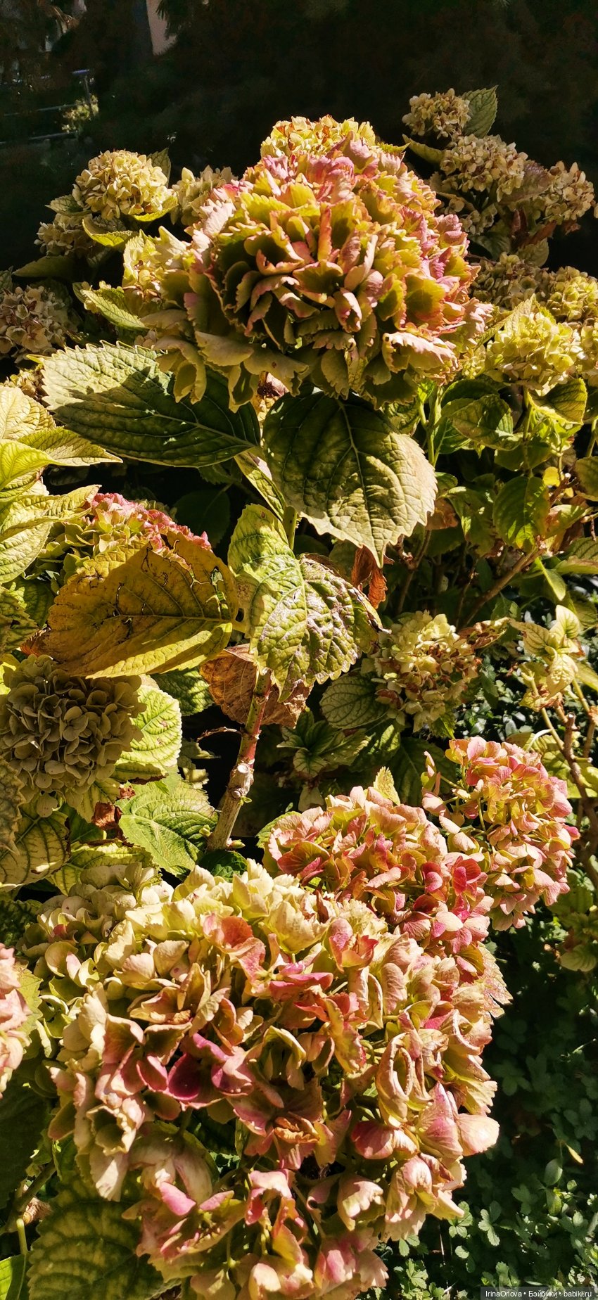 Большое путешествие маленькой девочки Часть 2