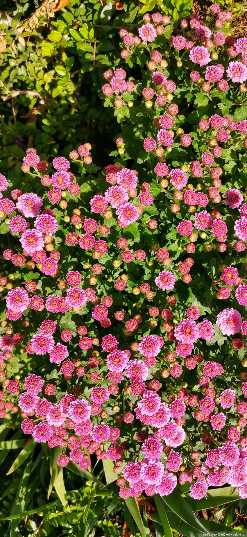 Большое путешествие маленькой девочки Часть 2 (фото 10)