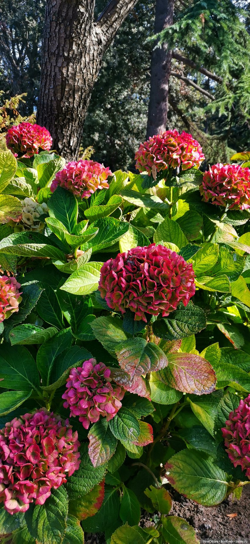 Большое путешествие маленькой девочки Часть 2