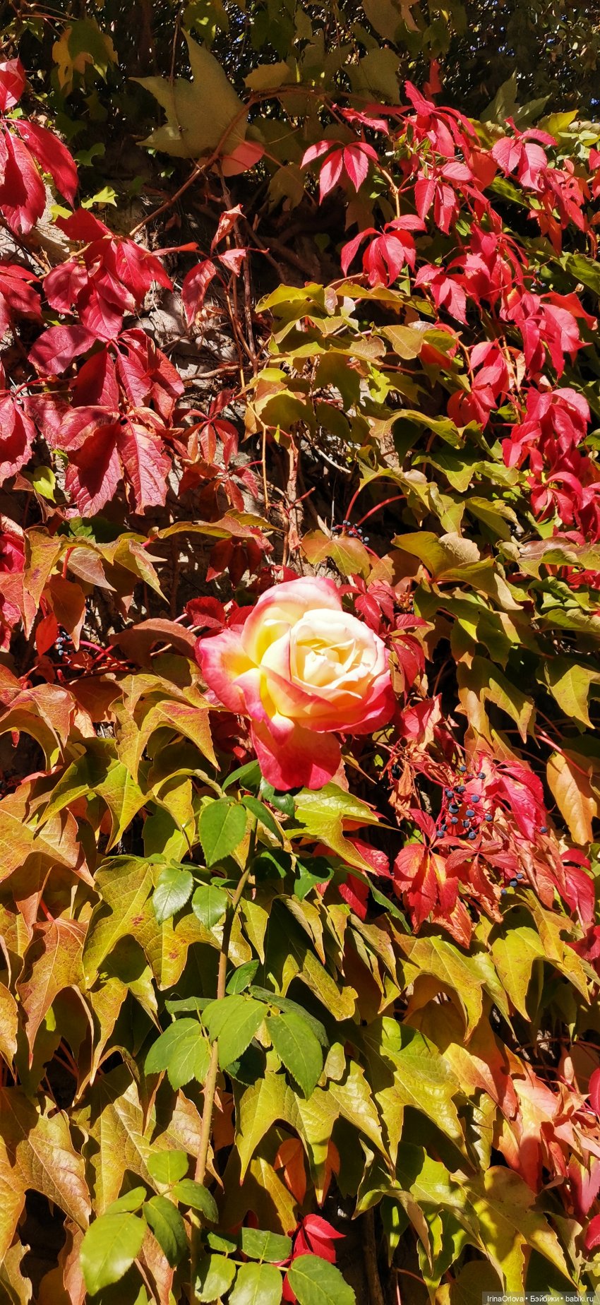 Большое путешествие маленькой девочки Часть 2