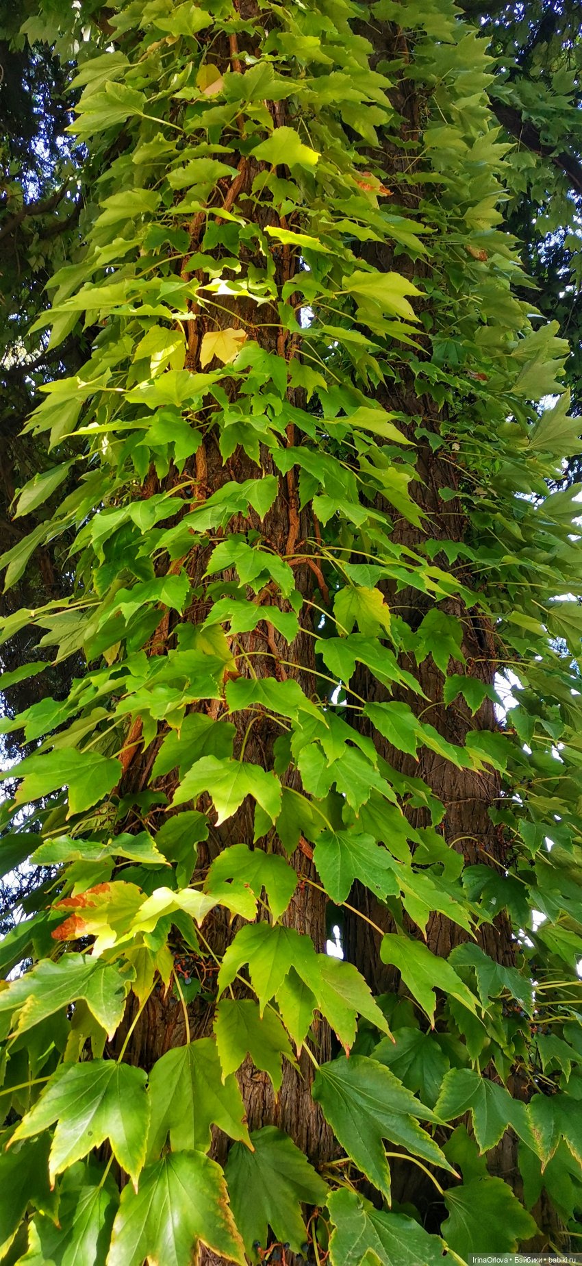 Большое путешествие маленькой девочки Часть 2