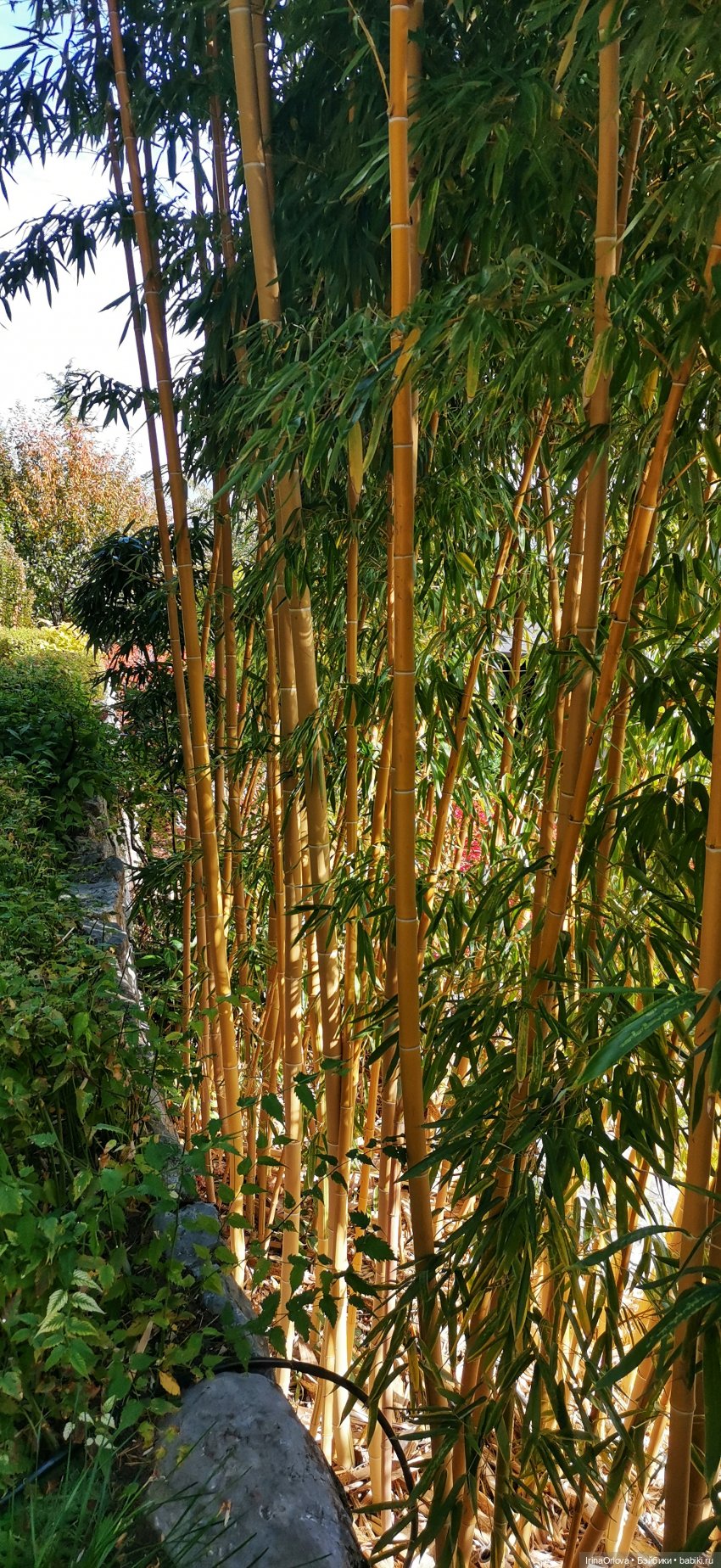 Большое путешествие маленькой девочки Часть 2