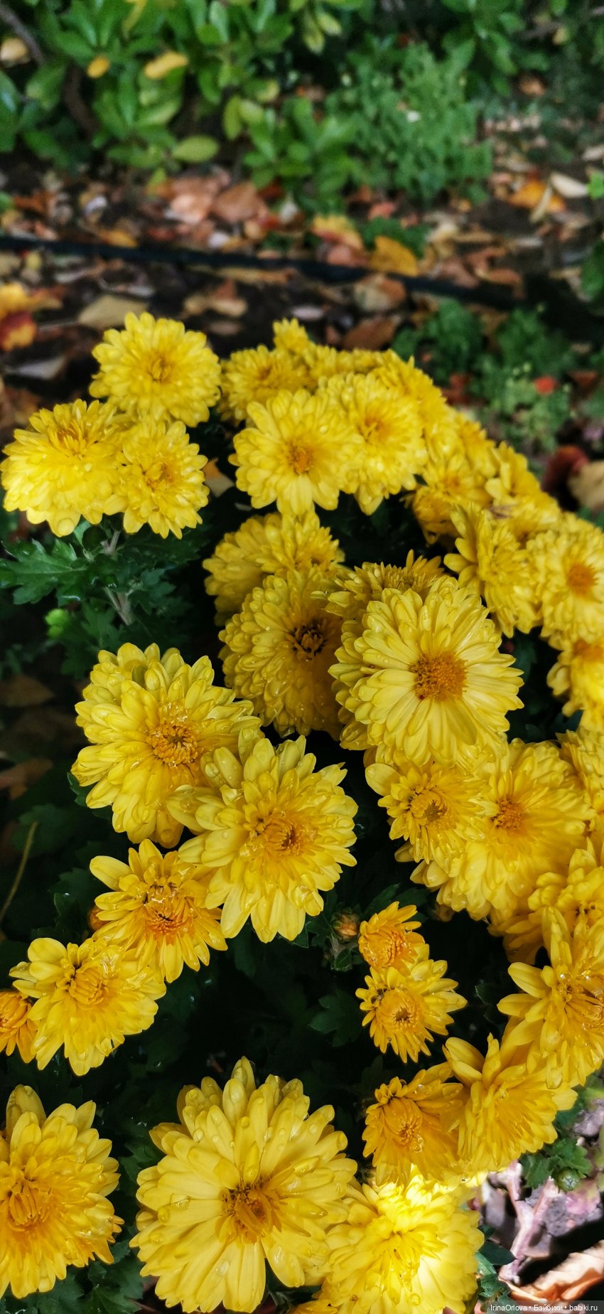 Большое путешествие маленькой девочки Часть 2