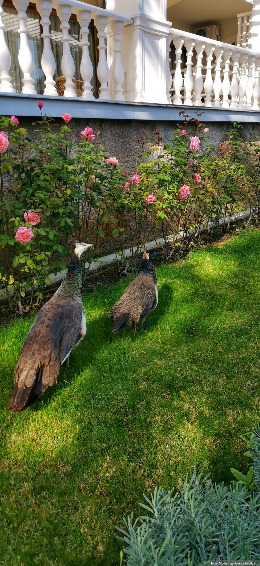 Большое путешествие маленькой девочки Часть 2