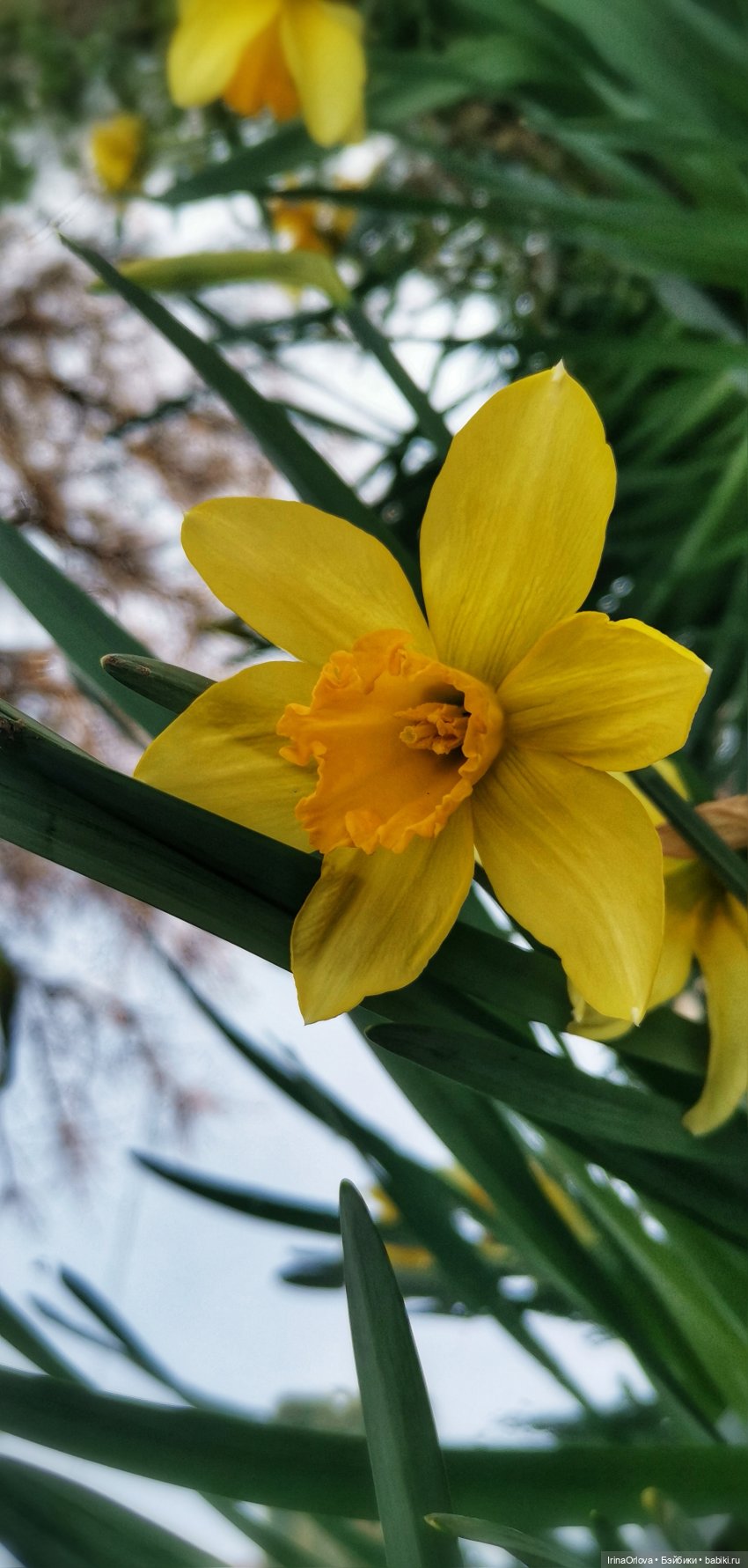 Хороши в саду моём первые цветочки🌼🌼🌼