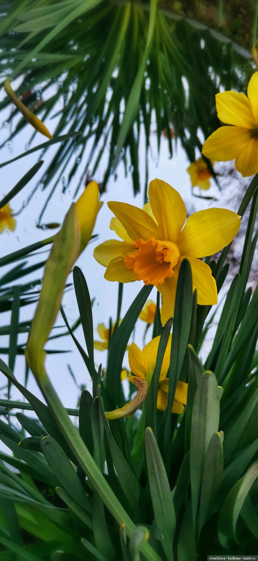 Хороши в саду моём первые цветочки🌼🌼🌼