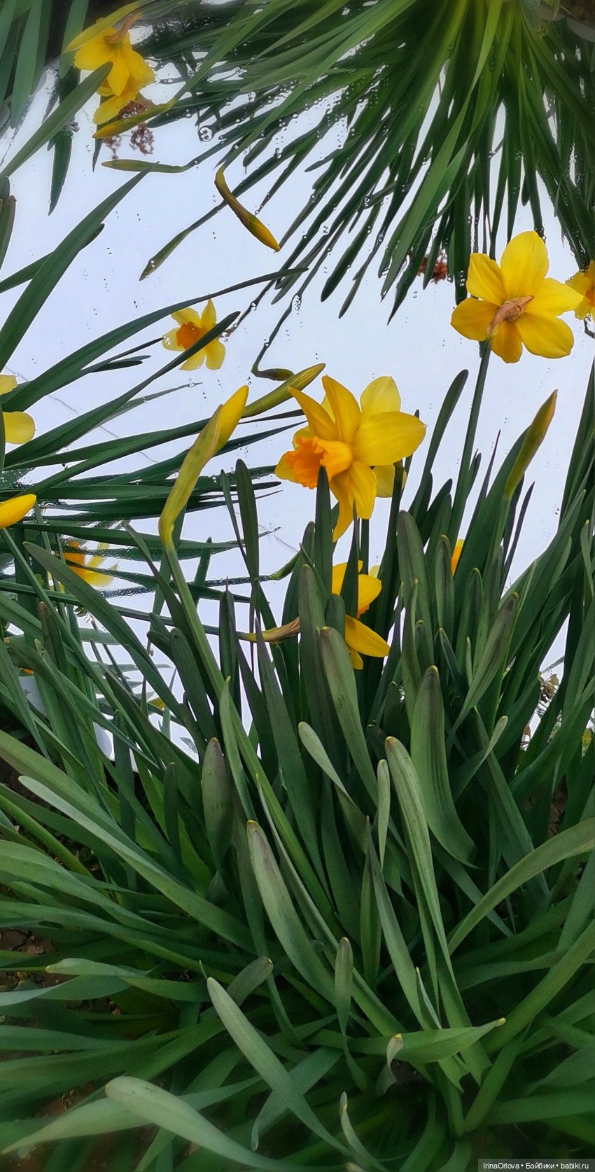 Хороши в саду моём первые цветочки🌼🌼🌼