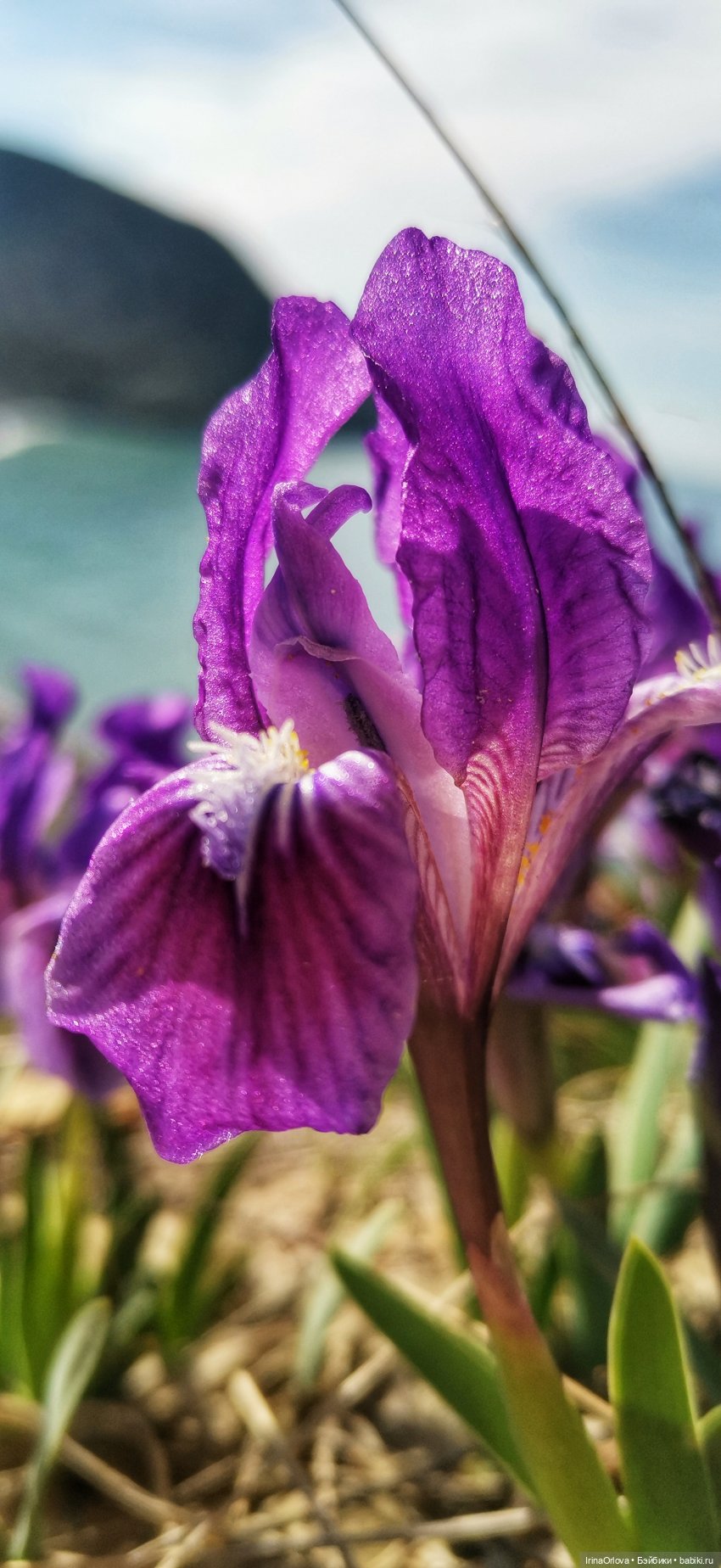 Весеннее путешествие с Машей (фото 10)