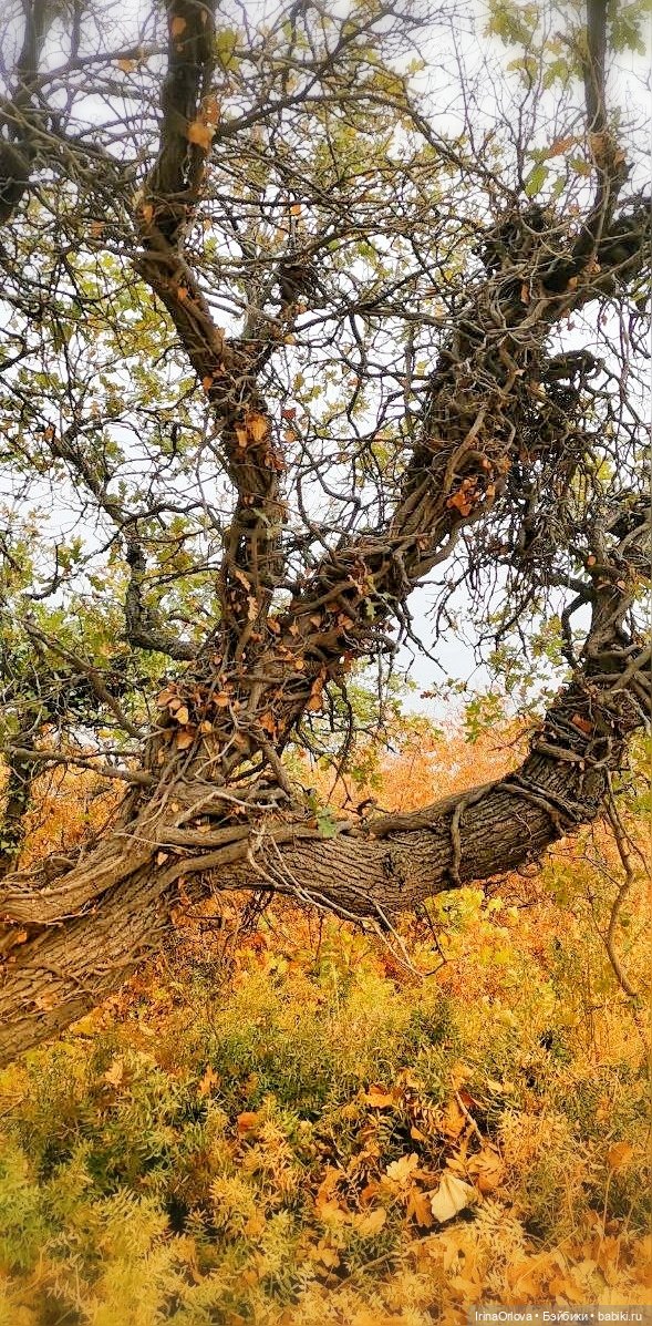 Осенний день так удивительно хорош🍁🍂🌞🧡 (фото 10)