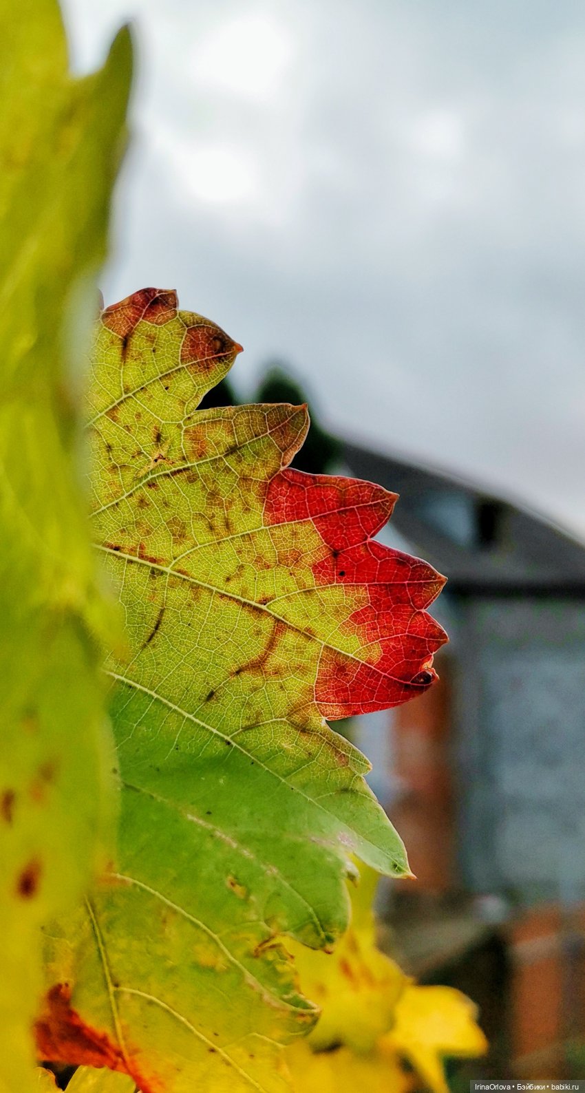 Осенний день так удивительно хорош🍁🍂🌞🧡 (фото 3)