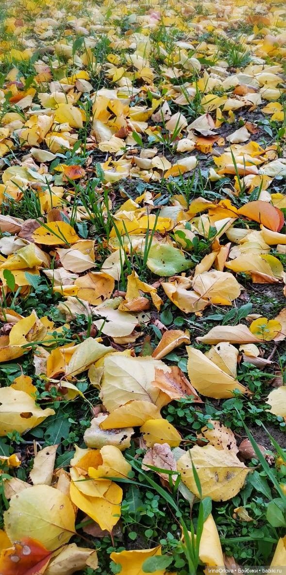 Осенний день так удивительно хорош🍁🍂🌞🧡 (фото 2)