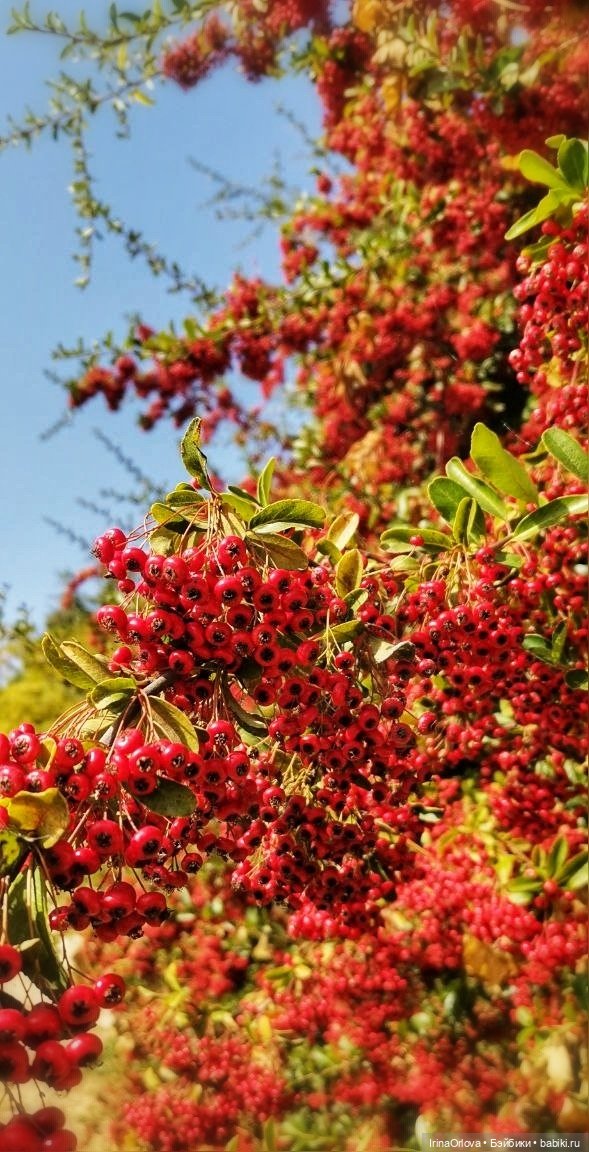 Осенний день так удивительно хорош🍁🍂🌞🧡 (фото 6)