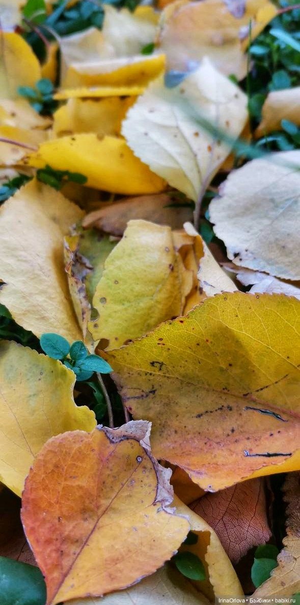 Осенний день так удивительно хорош🍁🍂🌞🧡