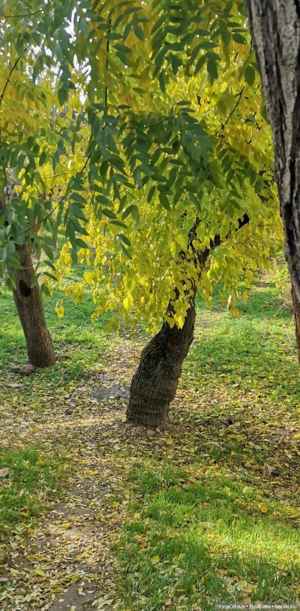 Осенний день так удивительно хорош🍁🍂🌞🧡