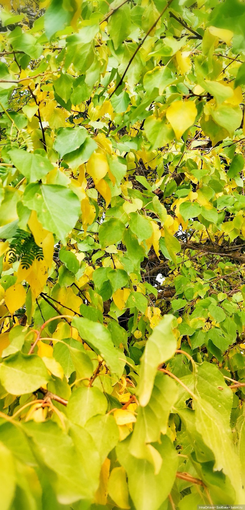 Осенний день так удивительно хорош🍁🍂🌞🧡