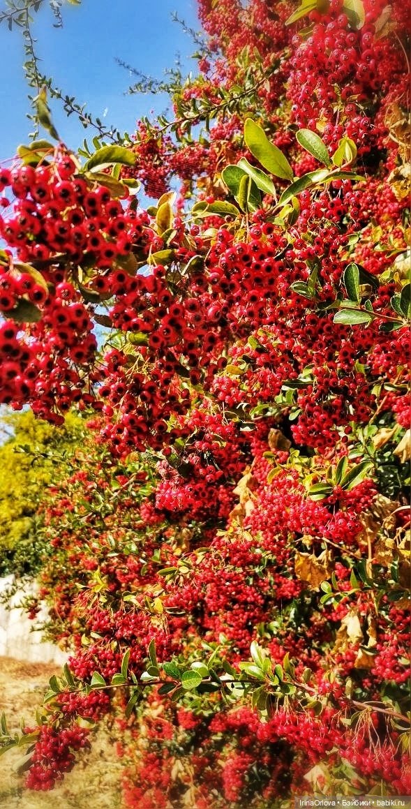 Осенний день так удивительно хорош🍁🍂🌞🧡 (фото 7)