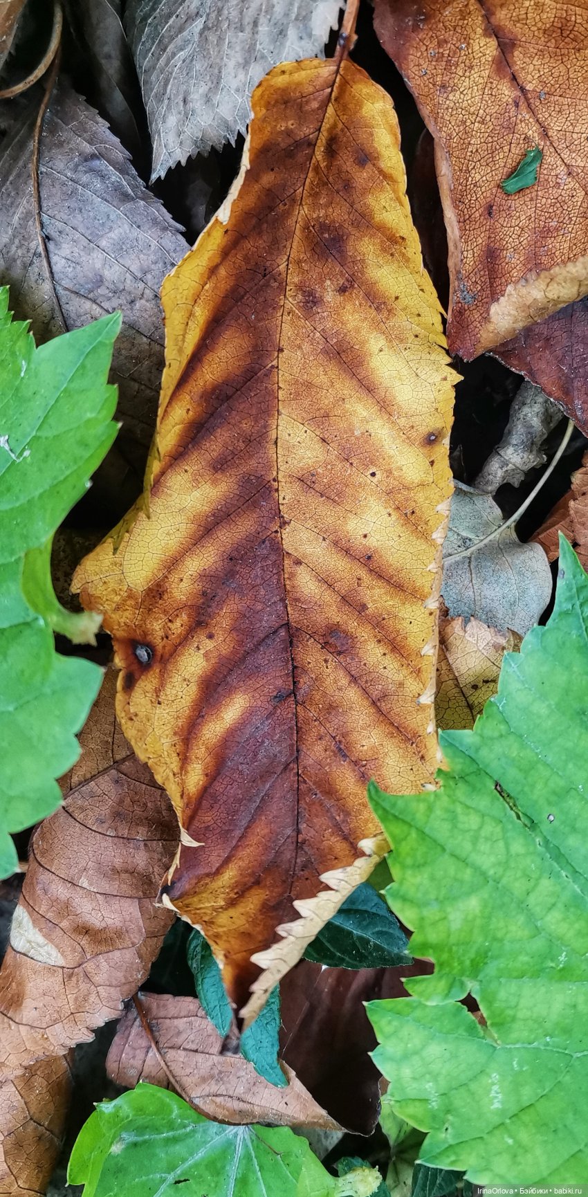 Осенний день так удивительно хорош🍁🍂🌞🧡