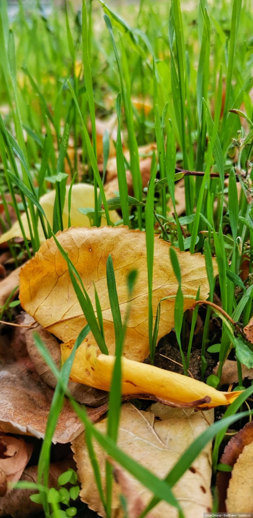 Осенний день так удивительно хорош🍁🍂🌞🧡