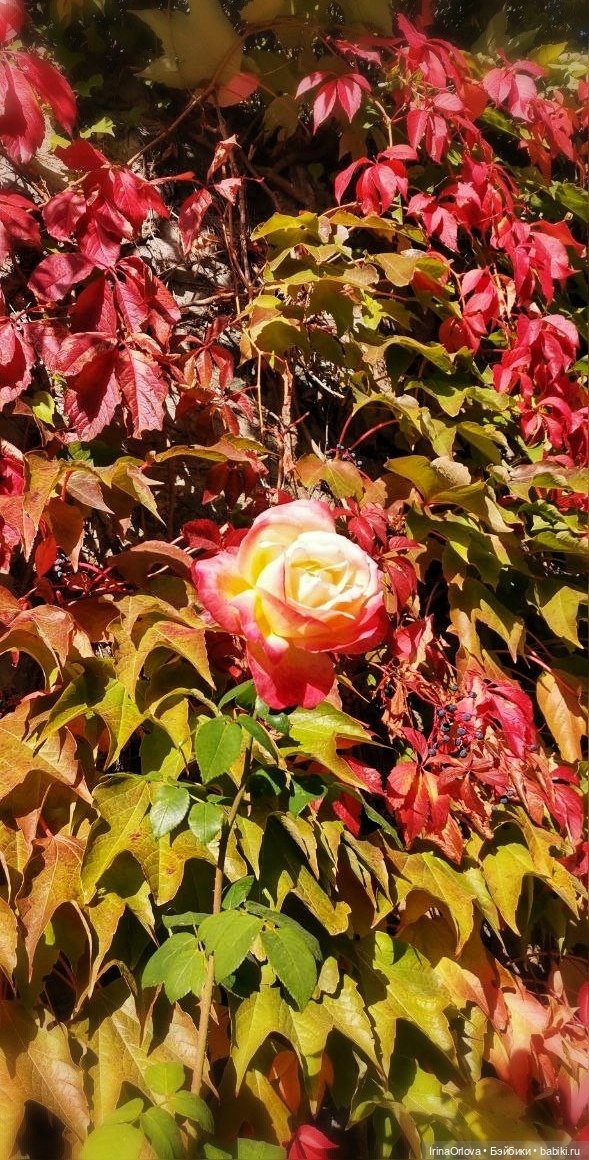 Осенний день так удивительно хорош🍁🍂🌞🧡