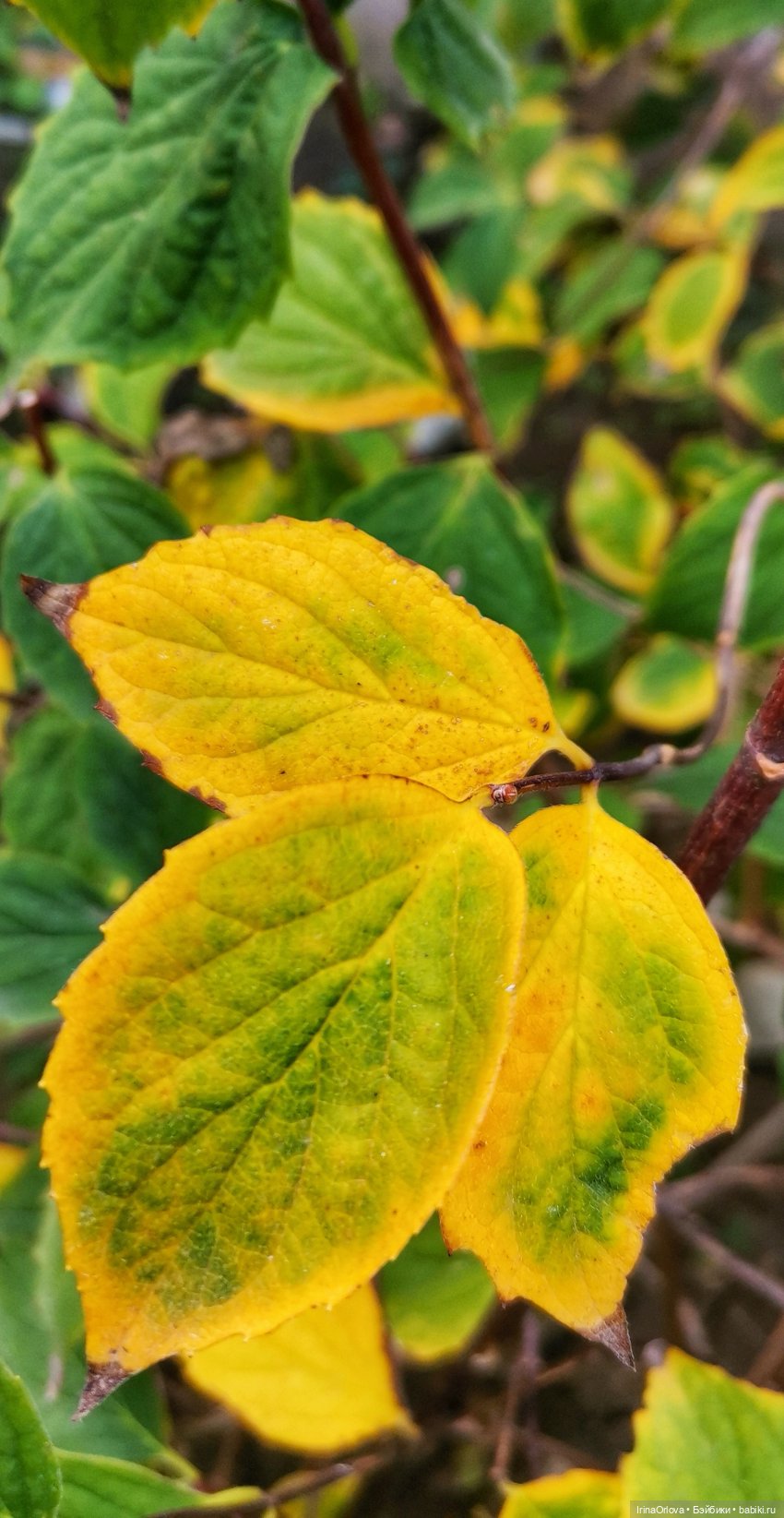 Осенний день так удивительно хорош🍁🍂🌞🧡