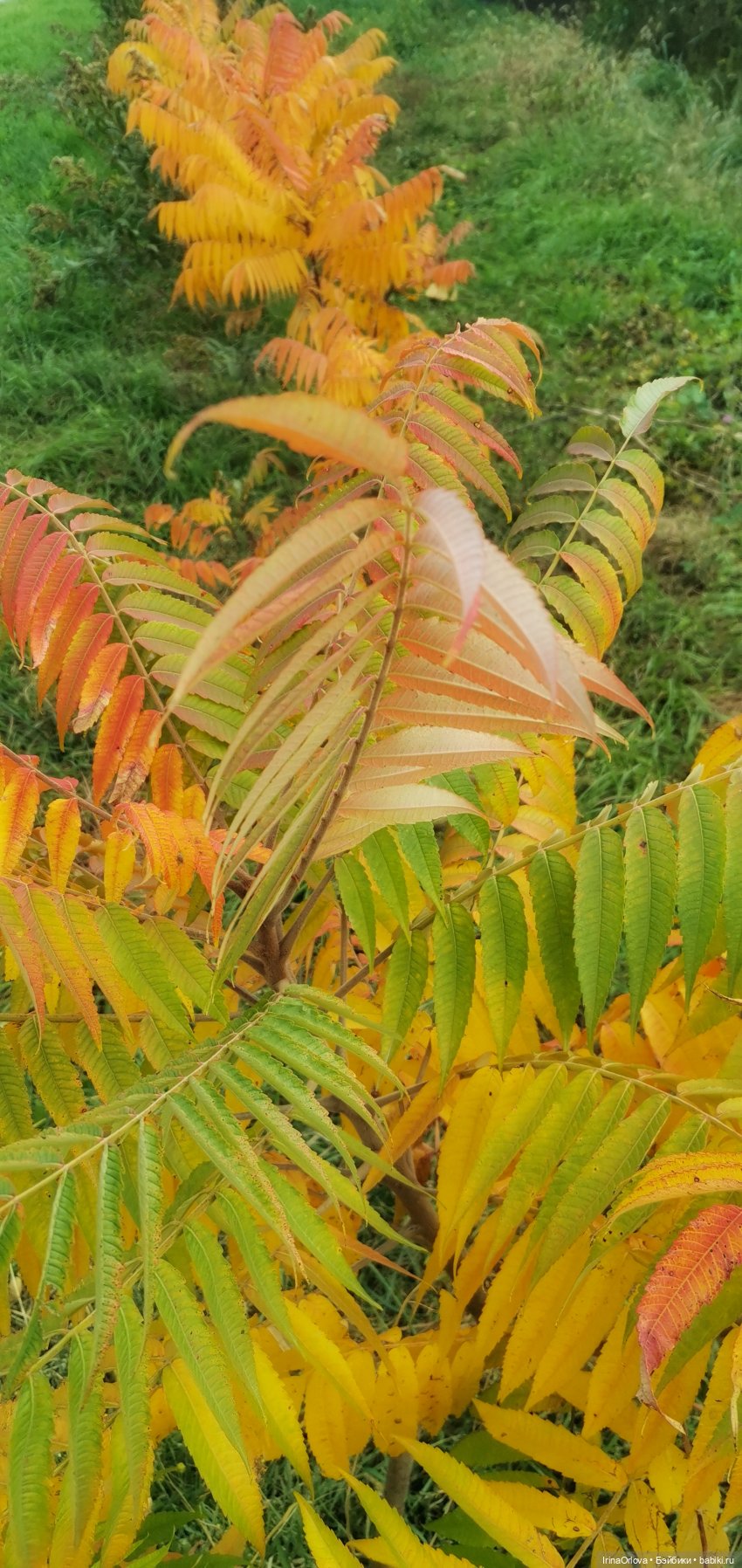 Осенний день так удивительно хорош🍁🍂🌞🧡