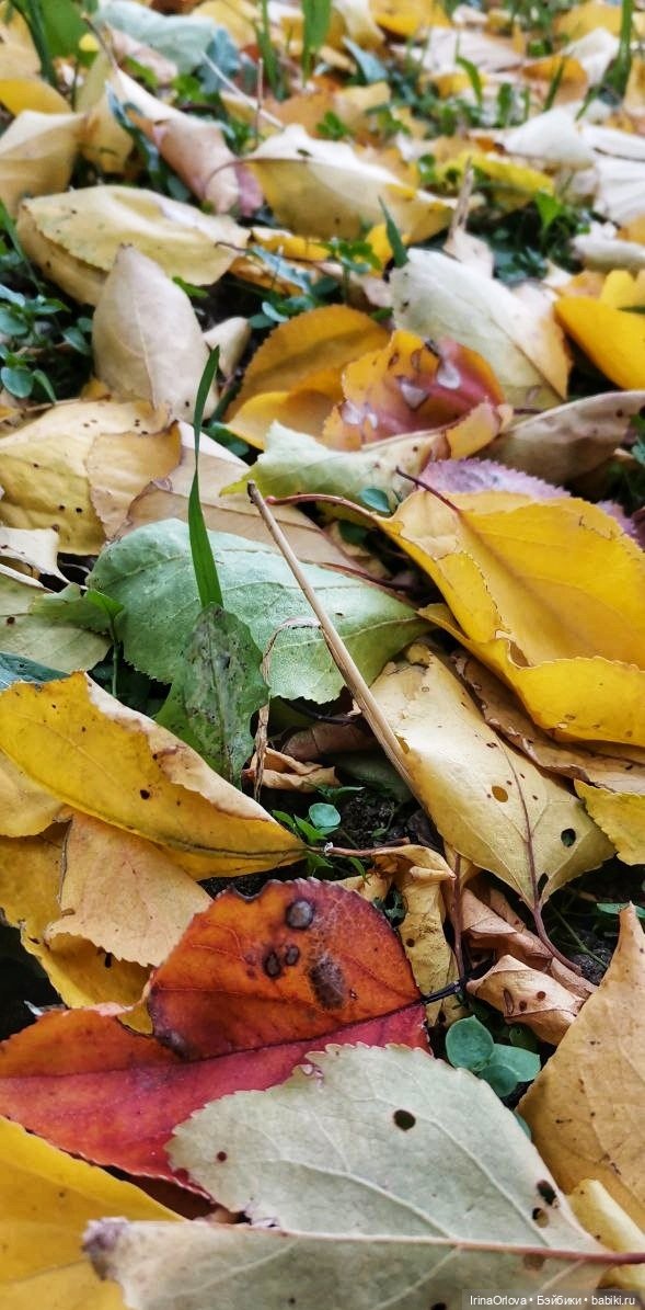 Осенний день так удивительно хорош🍁🍂🌞🧡