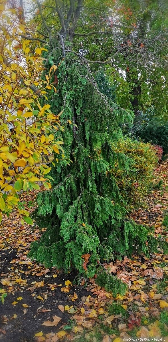 Осенний день так удивительно хорош🍁🍂🌞🧡