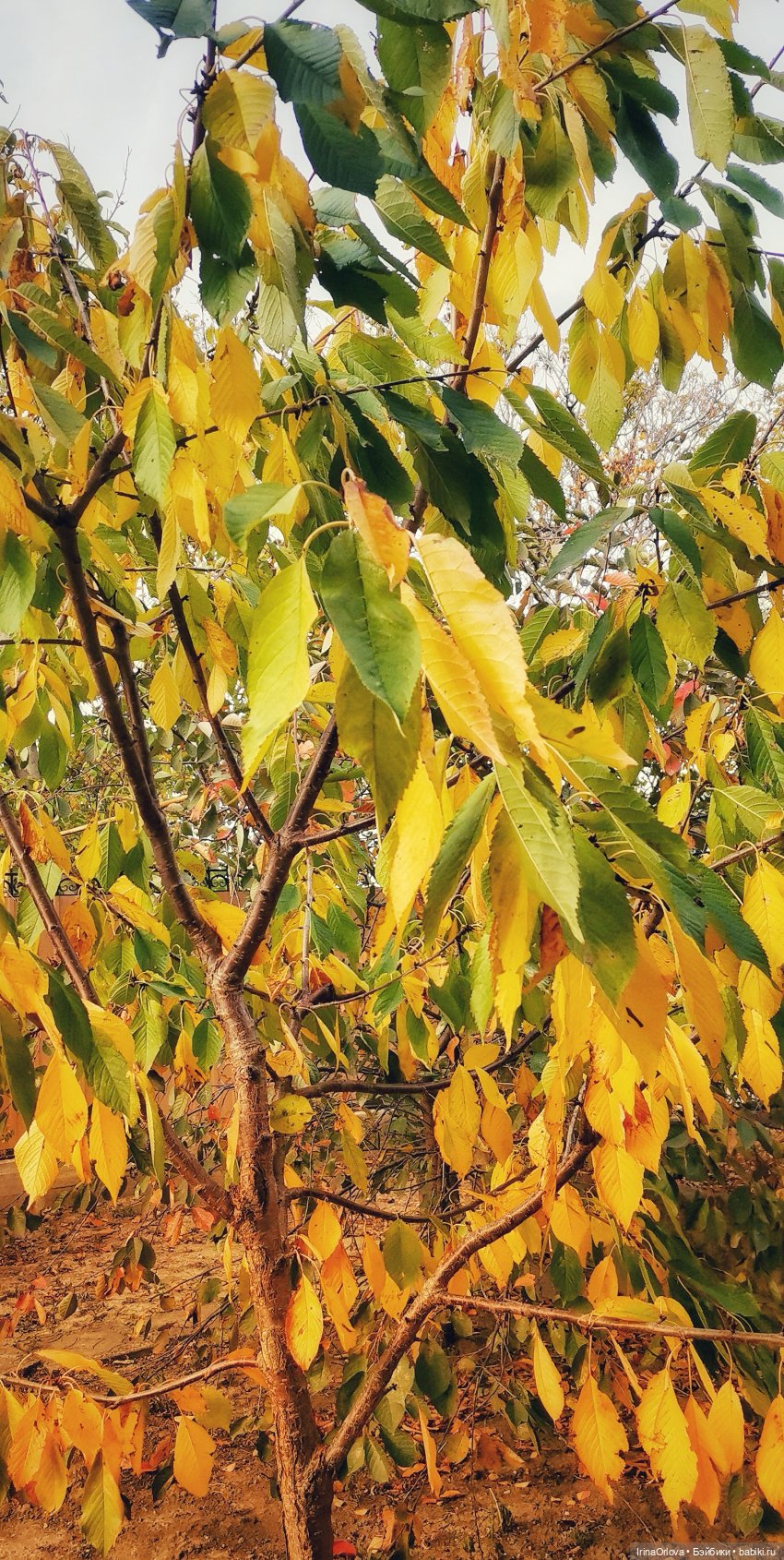 Осенний день так удивительно хорош🍁🍂🌞🧡