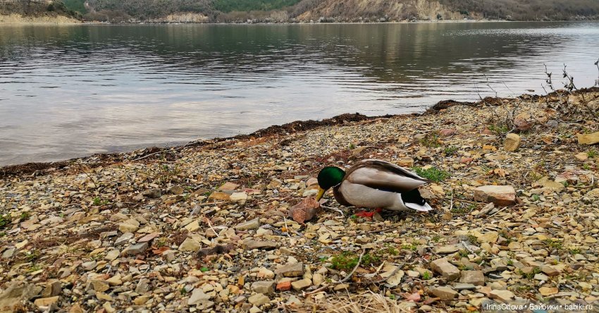 Маша в Абрау - Дюрсо — Игровые куклы Zwergnase (Цвергназе) Junior: Джуниор