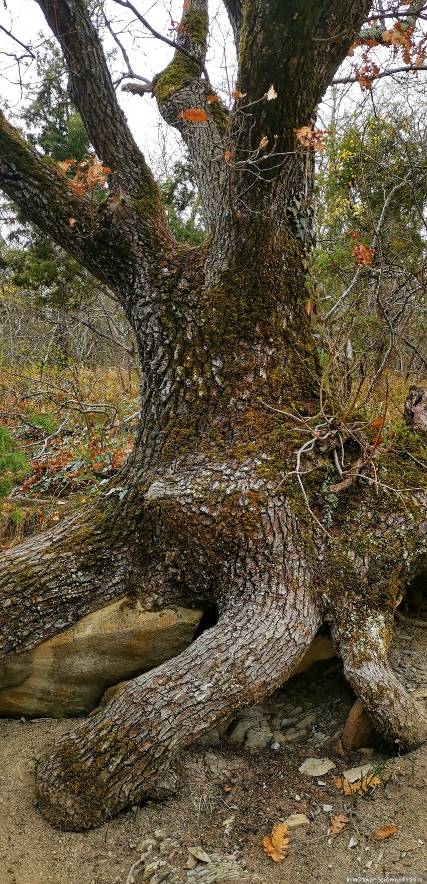 Маша в Абрау - Дюрсо — Игровые куклы Zwergnase (Цвергназе) Junior: Джуниор