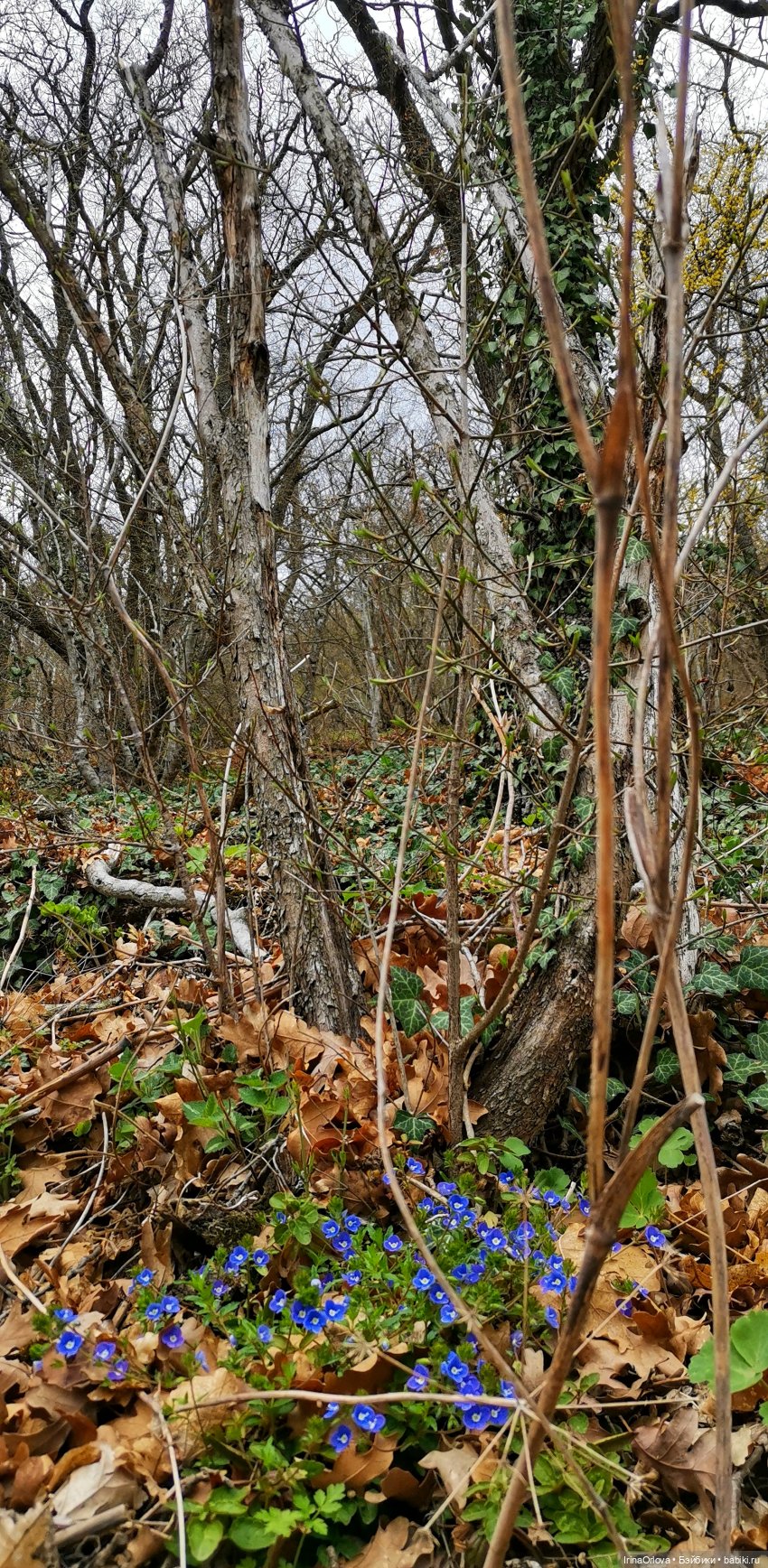 Маша в Абрау - Дюрсо — Игровые куклы Zwergnase (Цвергназе) Junior: Джуниор