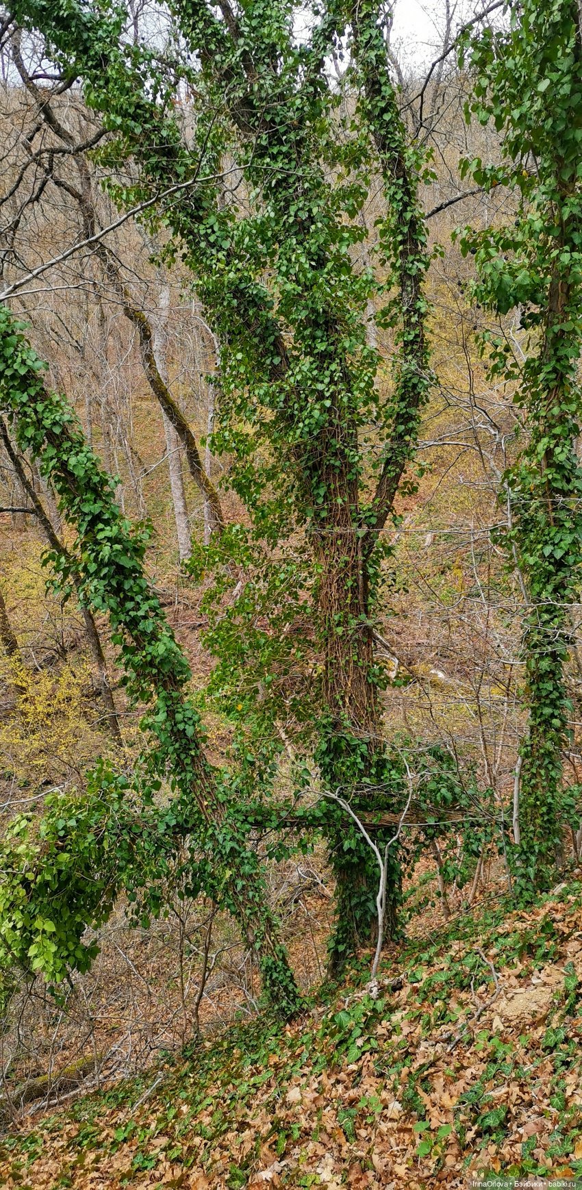 Маша в Абрау - Дюрсо — Игровые куклы Zwergnase (Цвергназе) Junior: Джуниор