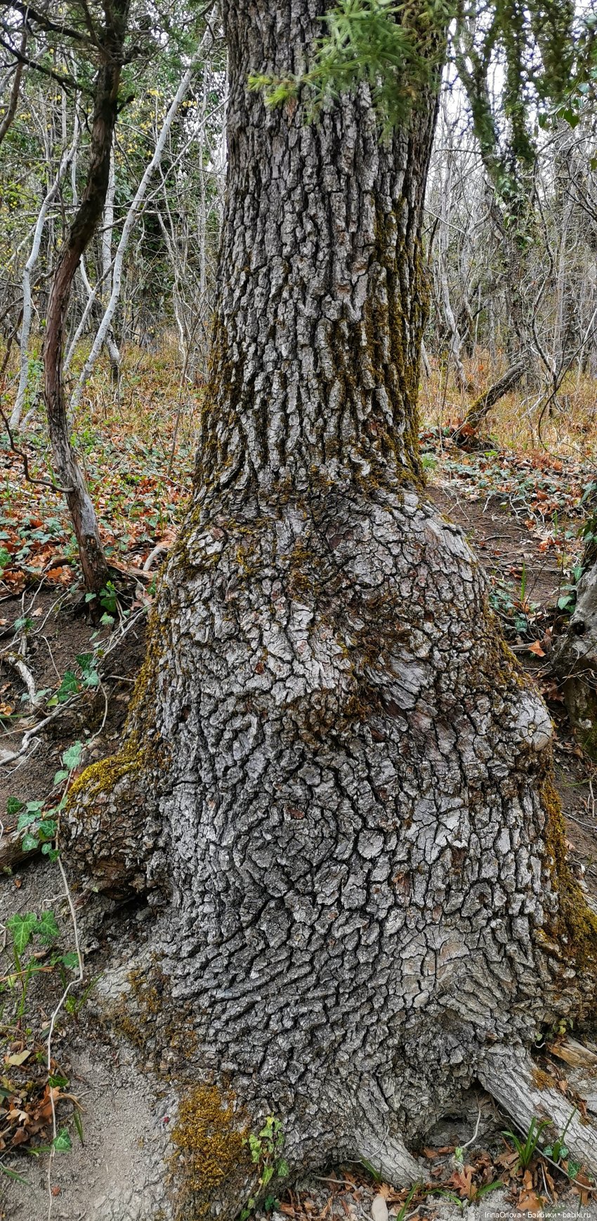 Маша в Абрау - Дюрсо — Игровые куклы Zwergnase (Цвергназе) Junior: Джуниор