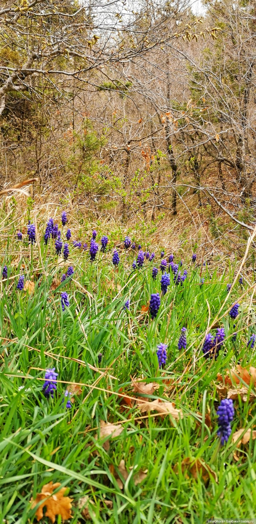 Маша в Абрау - Дюрсо — Игровые куклы Zwergnase (Цвергназе) Junior: Джуниор