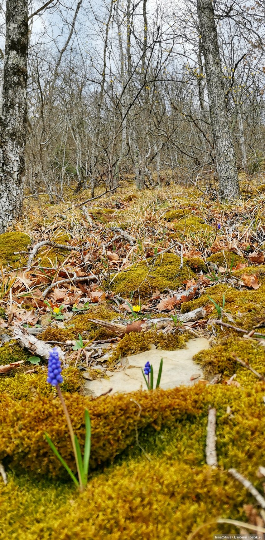 Маша в Абрау - Дюрсо — Игровые куклы Zwergnase (Цвергназе) Junior: Джуниор