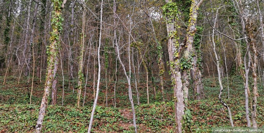 Маша в Абрау - Дюрсо — Игровые куклы Zwergnase (Цвергназе) Junior: Джуниор (фото 8)