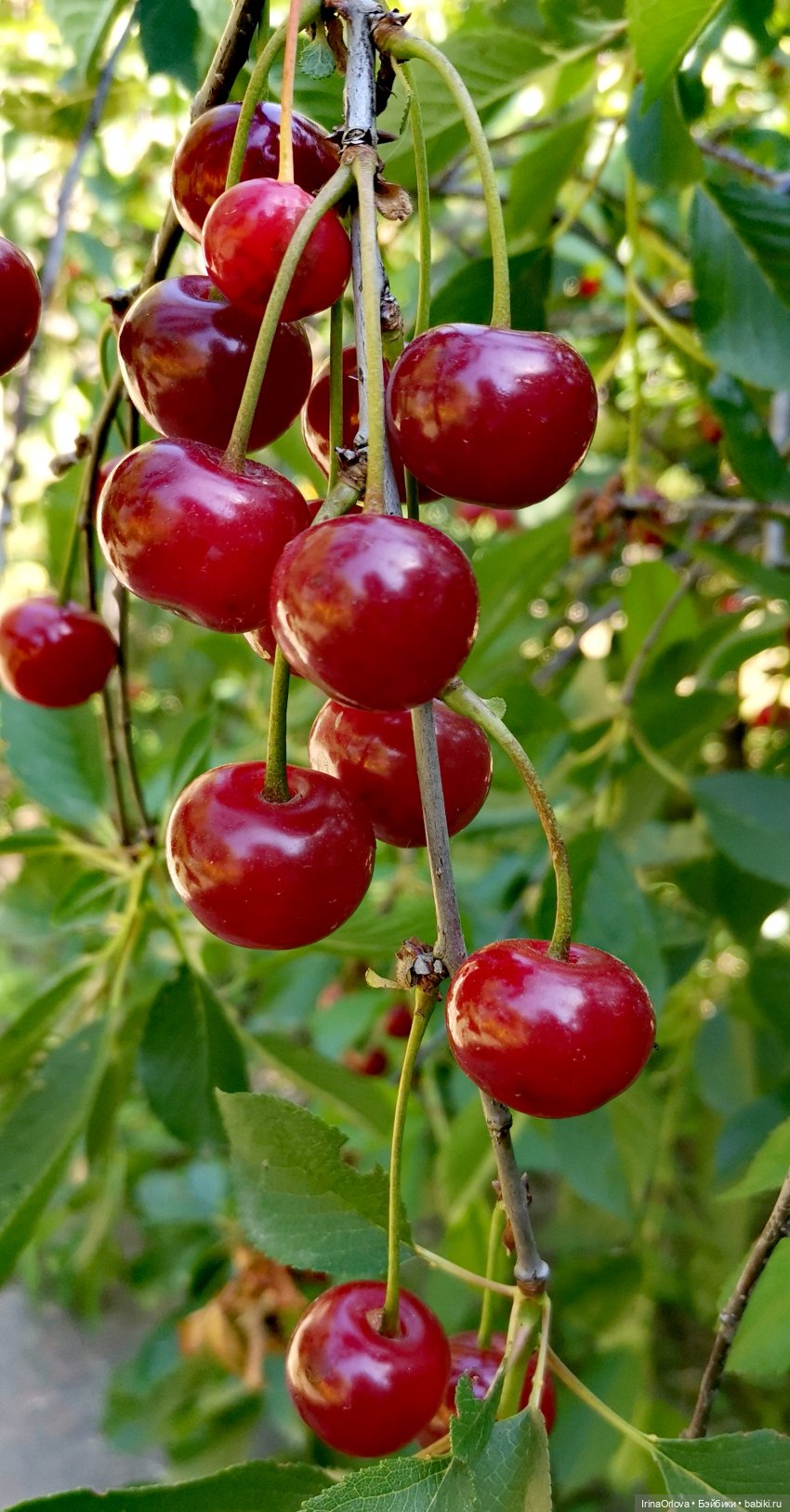 Слева - лето, справа - лето, до чего прекрасно это...🍒🌼