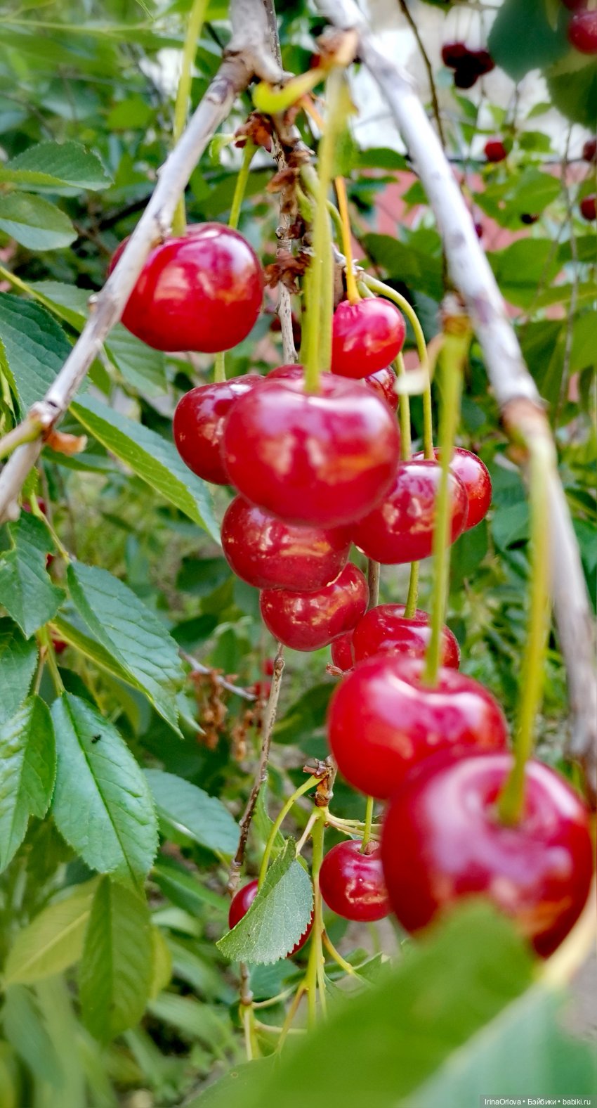 Слева - лето, справа - лето, до чего прекрасно это...🍒🌼