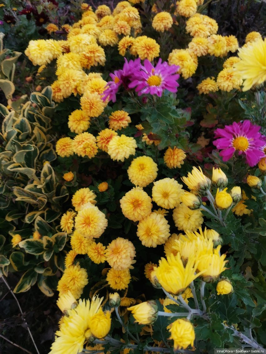 Золотая осень чудной красоты... 🌾🍁🍂 (фото 6)