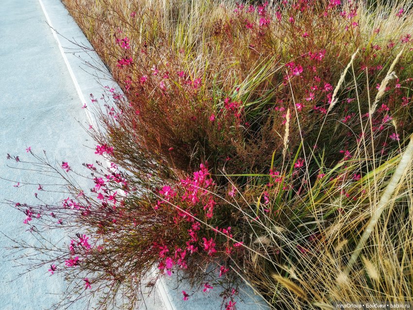 Золотая осень чудной красоты... 🌾🍁🍂