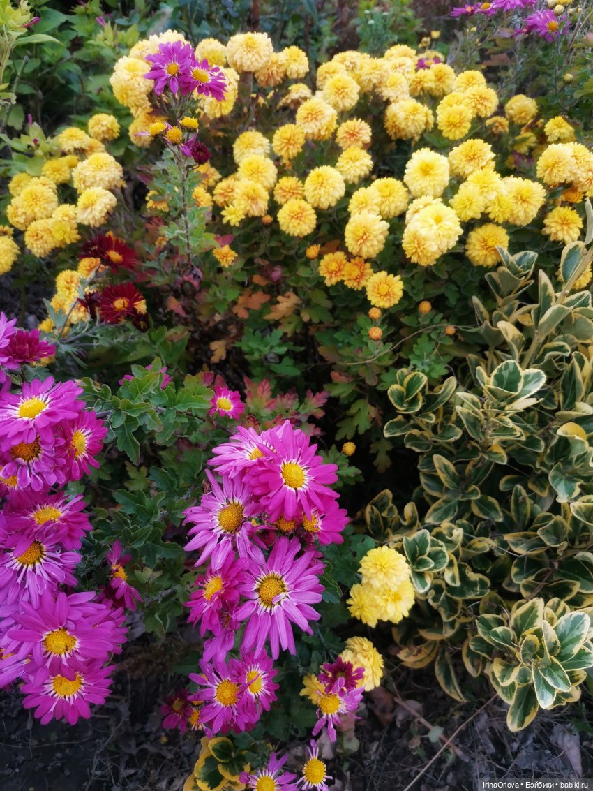 Золотая осень чудной красоты... 🌾🍁🍂