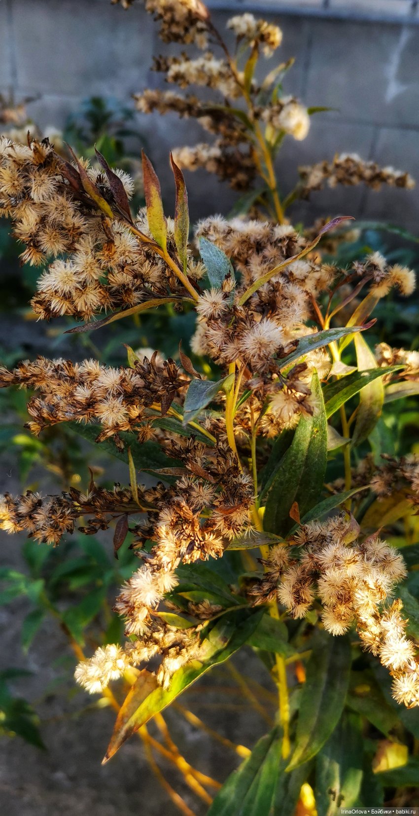 Золотая осень чудной красоты... 🌾🍁🍂