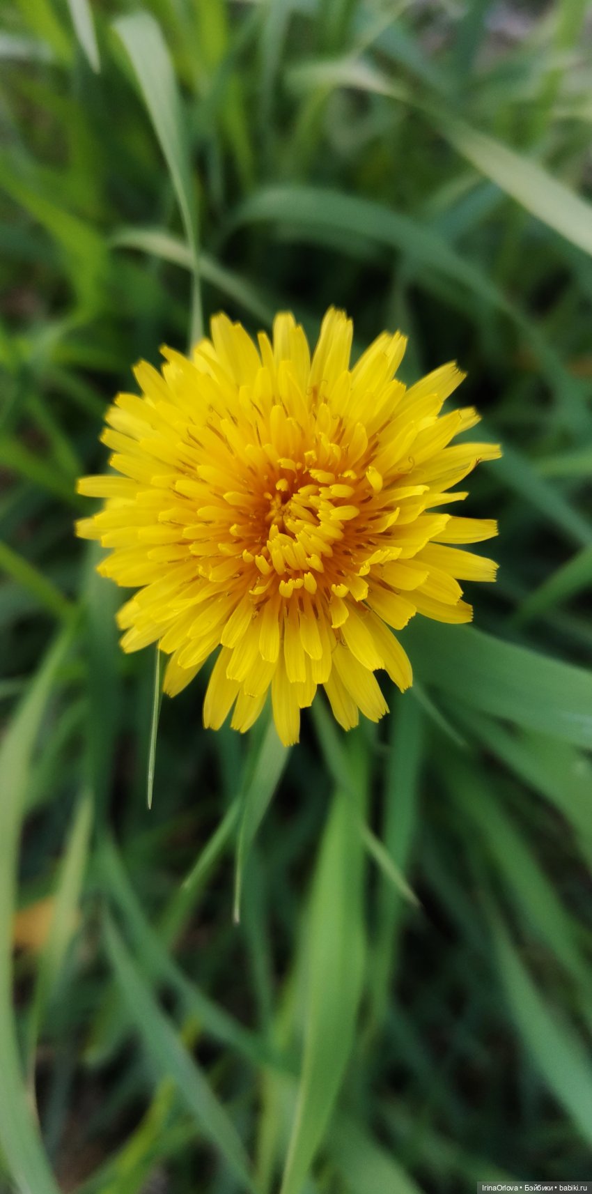 Золотая осень чудной красоты... 🌾🍁🍂 (фото 10)