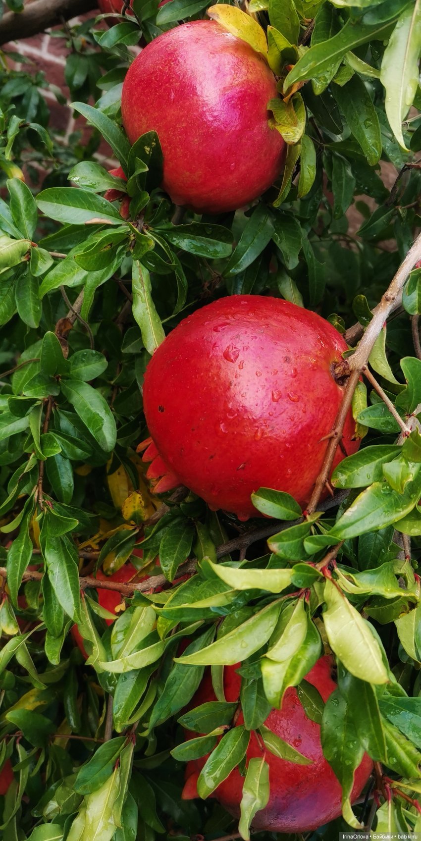 Золотая осень чудной красоты... 🌾🍁🍂