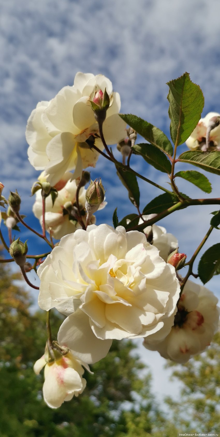Золотая осень чудной красоты... 🌾🍁🍂 (фото 2)