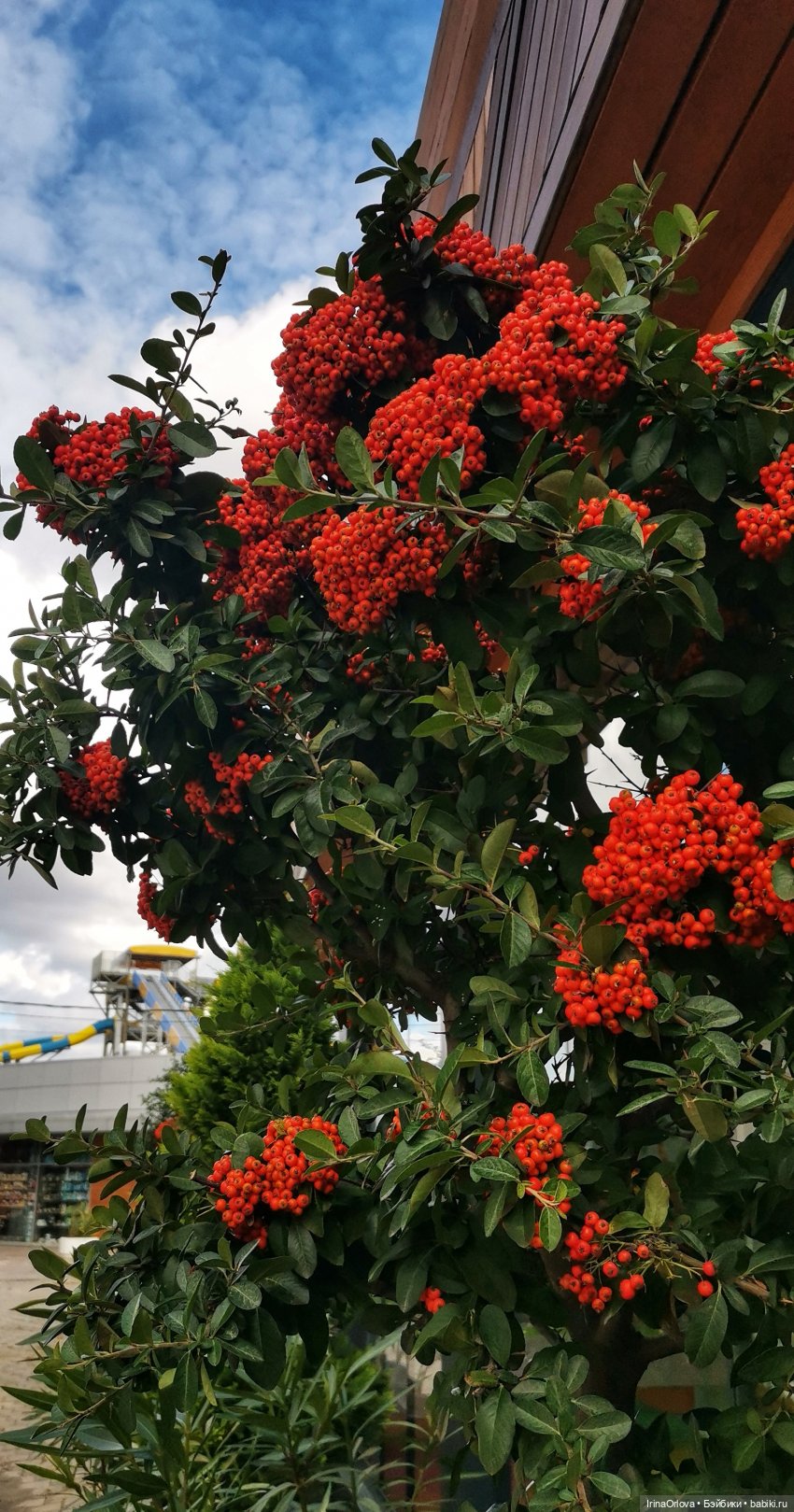 Золотая осень чудной красоты... 🌾🍁🍂