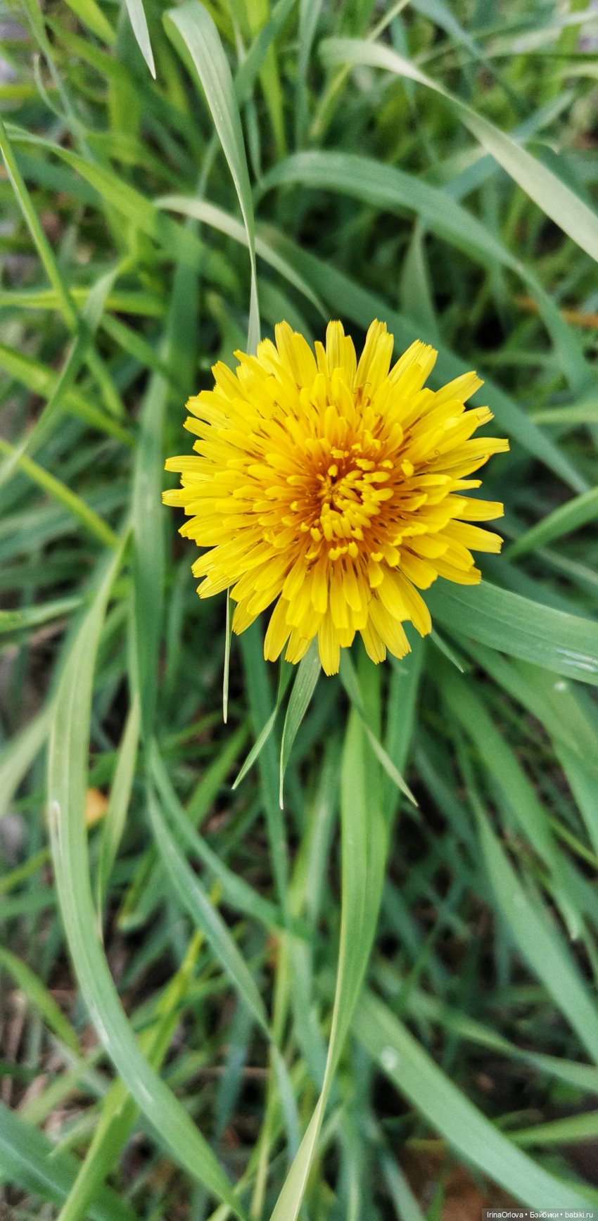 Золотая осень чудной красоты... 🌾🍁🍂